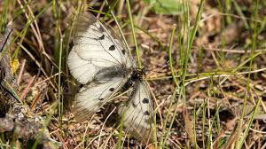 Attēlu rezultāti vaicājumam “Parnassius mnemosyne”