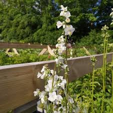 Image result for Polemonium coeruleum album