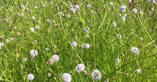 Image result for Succisella inflexa