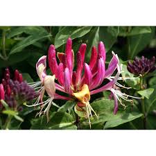 Attēlu rezultāti vaicājumam “Lonicera caprifolium”