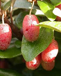 Attēlu rezultāti vaicājumam “Eriophorum gracile fruit”
