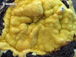 Attēlu rezultāti vaicājumam “Hypocrea rufa”