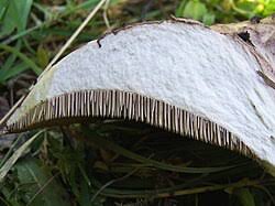 Attēlu rezultāti vaicājumam “Sarcodon imbricatum”