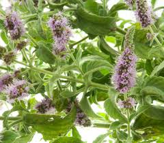 Attēlu rezultāti vaicājumam “Mentha arvensis flower”