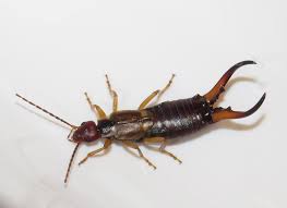 Attēlu rezultāti vaicājumam “Forficula auricularia male”