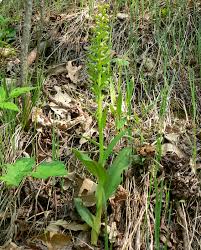 Attēlu rezultāti vaicājumam “Coeloglossum viride”