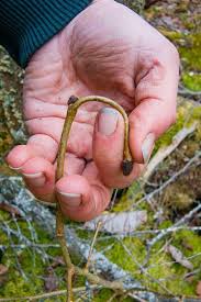 Attēlu rezultāti vaicājumam “Diachea muscorum stalked”