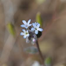 Attēlu rezultāti vaicājumam “Myosotis micrantha”