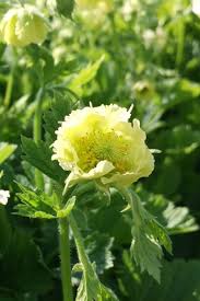 Image result for Geum rivale