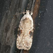 Attēlu rezultāti vaicājumam “Agonopterix alstromeriana”