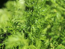 Image result for Kümmel