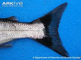 Image result for Coregonus huntsmani