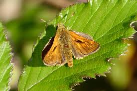 Attēlu rezultāti vaicājumam “Ochlodes sylvanus underside”