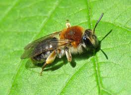 Attēlu rezultāti vaicājumam “Andrena haemorrhoa female”