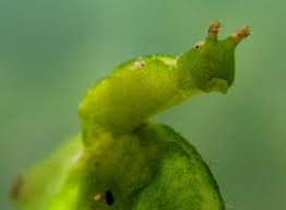 Attēlu rezultāti vaicājumam “Licea pusilla macro”