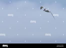 Attēlu rezultāti vaicājumam “Sterna sandvicensis adult”