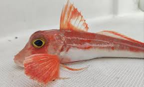 Image result for Chelidonichthys cuculus