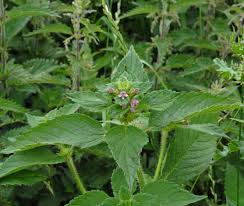 Attēlu rezultāti vaicājumam “Galeopsis bifida”