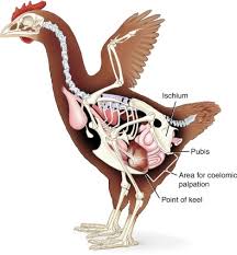 Attēlu rezultāti vaicājumam “Gallus”