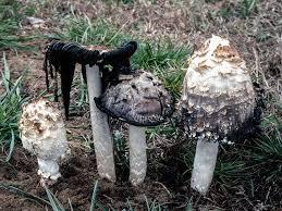 Image result for coprinus
