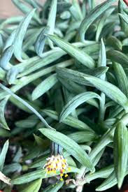 Attēlu rezultāti vaicājumam “Senecio”