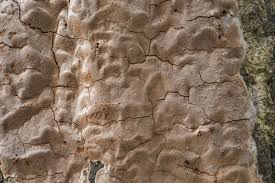 Attēlu rezultāti vaicājumam “Phellinus laevigatus”