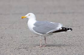 Attēlu rezultāti vaicājumam “Larus argentatus adult”