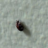 Attēlu rezultāti vaicājumam “Anthrenus scrophulariae”