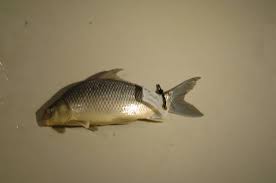 Image result for Carpiodes velifer