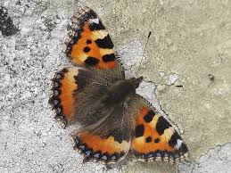 Attēlu rezultāti vaicājumam “Aglais urticae”