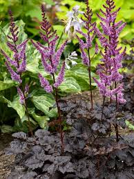 Image result for Astilbe