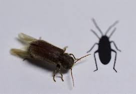 Attēlu rezultāti vaicājumam “Priobium carpini”