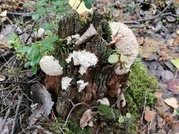 Attēlu rezultāti vaicājumam “Postia ptychogaster”