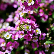 Attēlu rezultāti vaicājumam “Lobularia maritima”