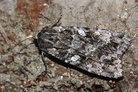 Attēlu rezultāti vaicājumam “Eurois occulta”