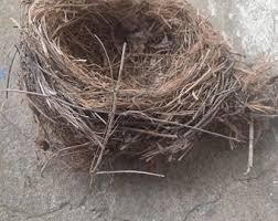 Attēlu rezultāti vaicājumam “Alcedo atthis nest”