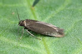 Attēlu rezultāti vaicājumam “Scythrididae”