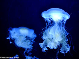 Image result for Phacellophora camtschatica