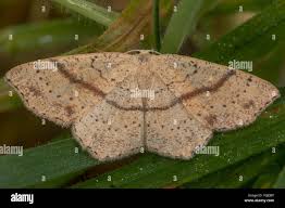 Attēlu rezultāti vaicājumam “Cyclophora punctaria”