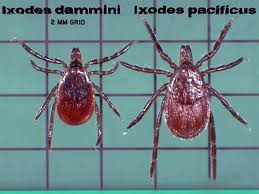 Attēlu rezultāti vaicājumam “Ixodes”