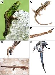 Attēlu rezultāti vaicājumam “Lacerta agilis male”