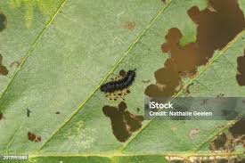 Attēlu rezultāti vaicājumam “Agelastica alni larva”