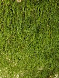 Attēlu rezultāti vaicājumam “Serpoleskea confervoides”