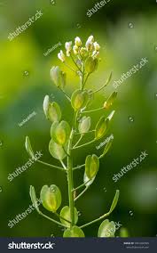 Attēlu rezultāti vaicājumam “Thlaspi arvense”