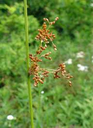 Attēlu rezultāti vaicājumam “Juncus effusus fruit”