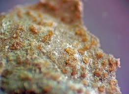 Attēlu rezultāti vaicājumam “Lycogala cf. oleocrystalliferum”