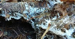 Attēlu rezultāti vaicājumam “Hydnocristella himantia”