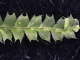 Attēlu rezultāti vaicājumam “Chiloscyphus polyanthos sporophyte”