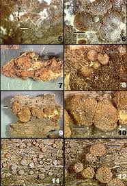Attēlu rezultāti vaicājumam “Hypocrea rufa”
