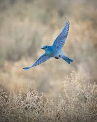 Attēlu rezultāti vaicājumam “Gallinago gallinago nest”